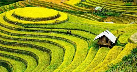Không biết giải thích với nước ngoài thế nào là 'trường đại học trong đại học'